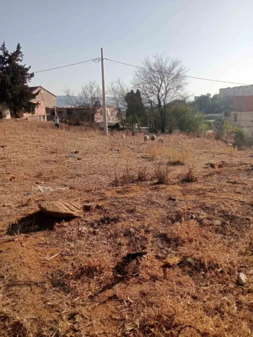 Vente Terrain Médéa Damiat