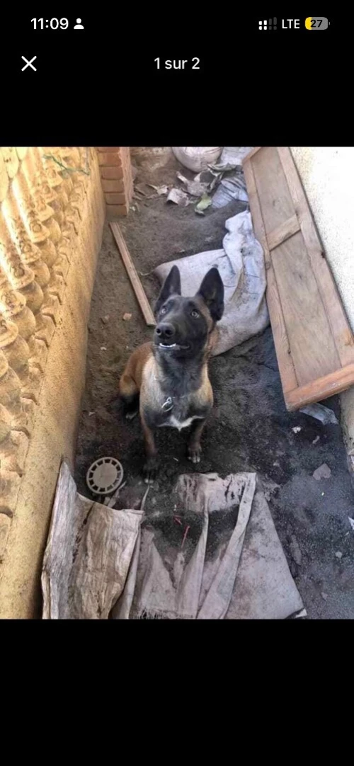 Chienne Femelle malinois