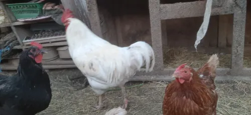 Deux Coq leghorn