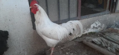 Deux Coq leghorn