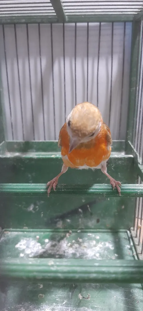Mâle tarin Venezuela mutation DD Wadjed