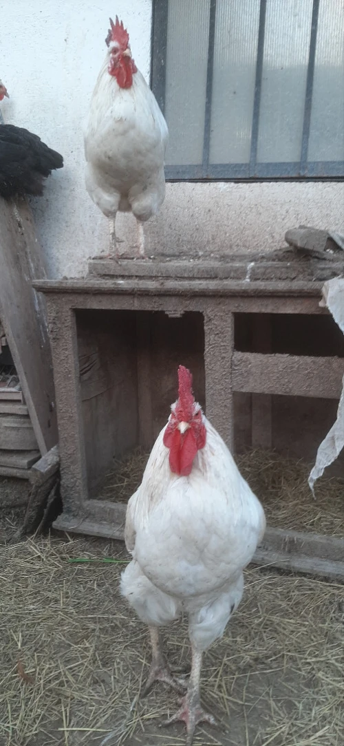 Deux Coq leghorn