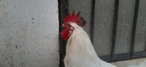 Deux Coq leghorn