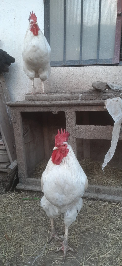 Deux Coq leghorn