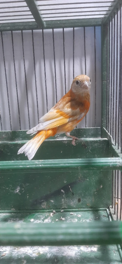 Mâle tarin Venezuela mutation DD Wadjed