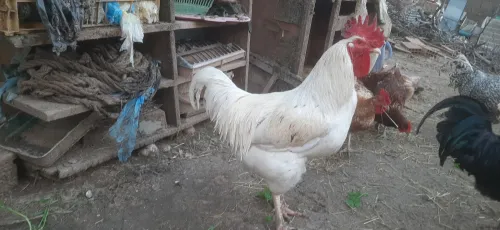 Deux Coq leghorn