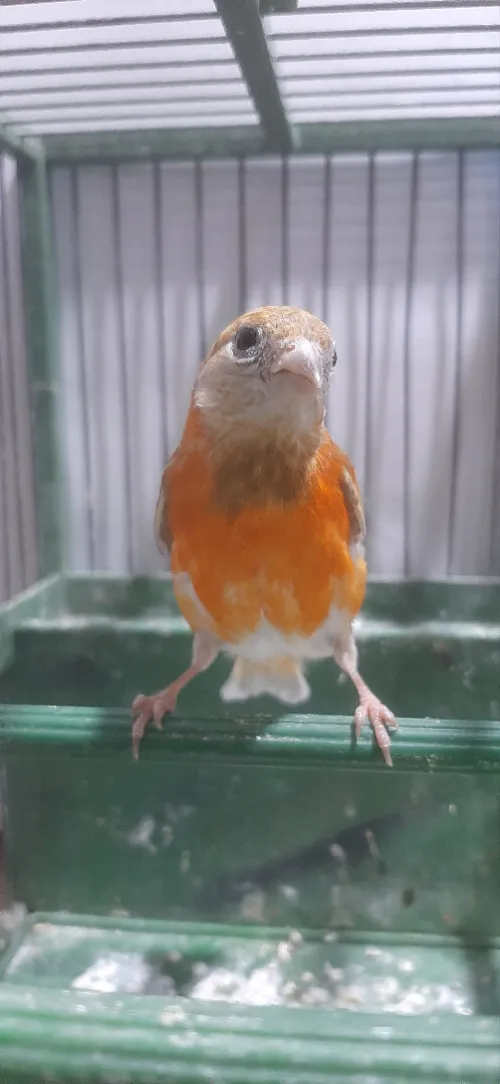 Mâle tarin Venezuela mutation DD Wadjed