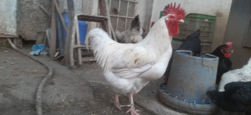 Deux Coq leghorn