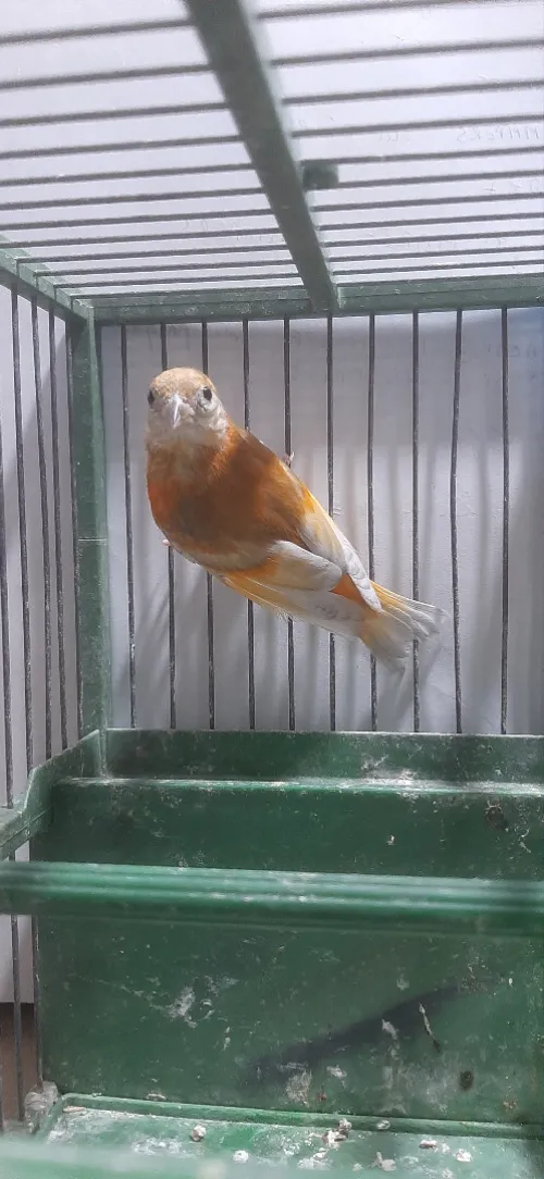 Mâle tarin Venezuela mutation DD Wadjed
