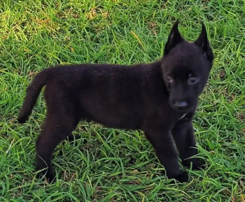 Chiot malinois