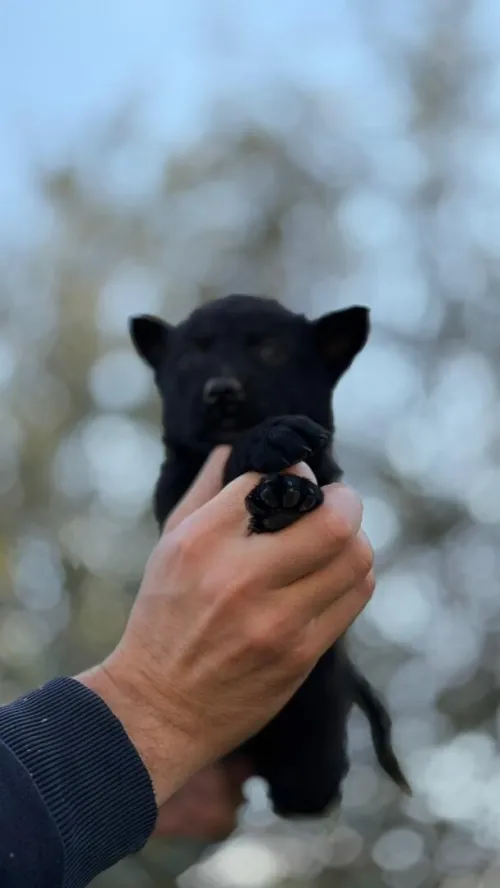 Chiot malinois