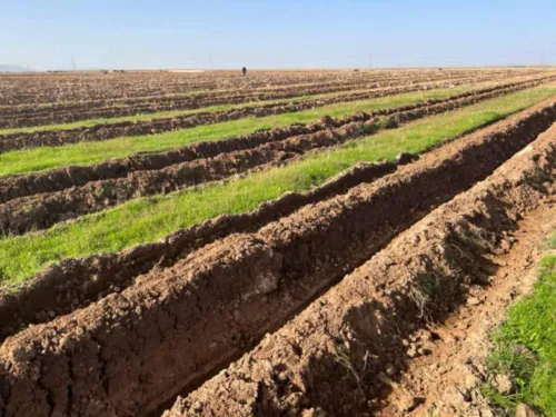 Vente Terrain Agricole Médéa Boughezoul