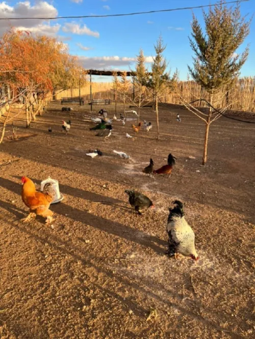Vente Terrain Agricole Médéa Boughezoul