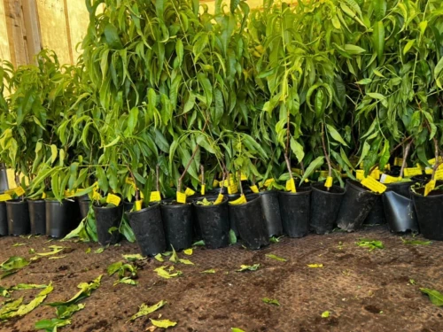 Vente Terrain Agricole Médéa Boughezoul