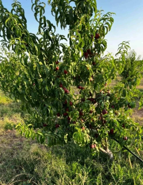 Vente Terrain Agricole Alger Sidi moussa
