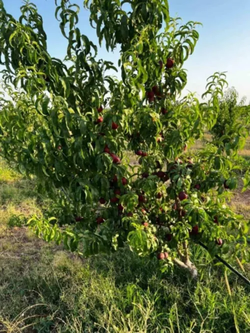Vente Terrain Agricole Médéa Boughezoul