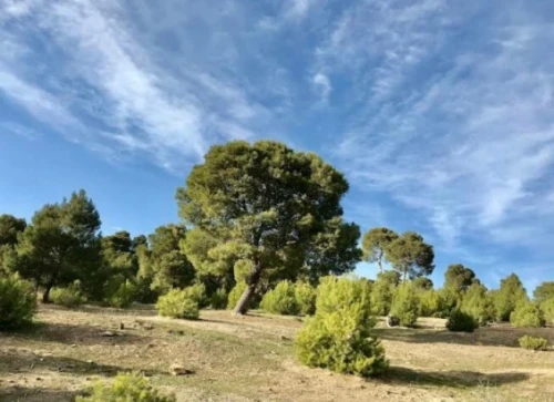 Vente Terrain Bouira Bordj okhriss