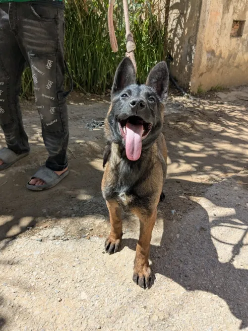 femelle malinois 3 mois