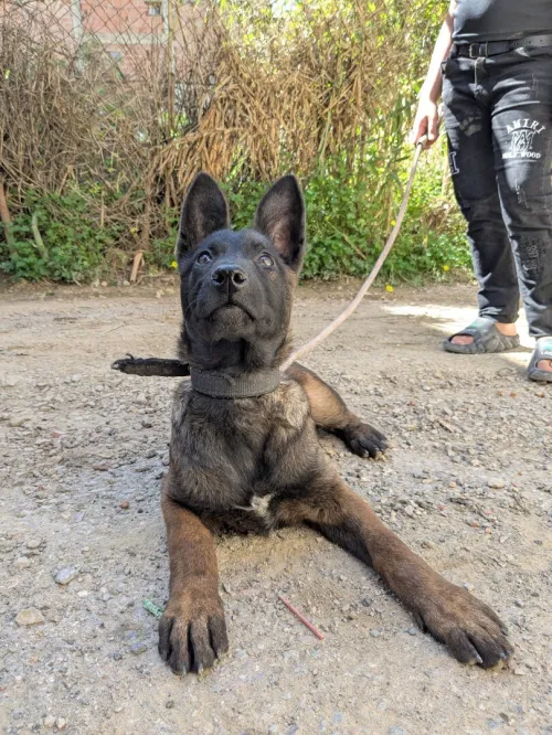 femelle malinois 3 mois