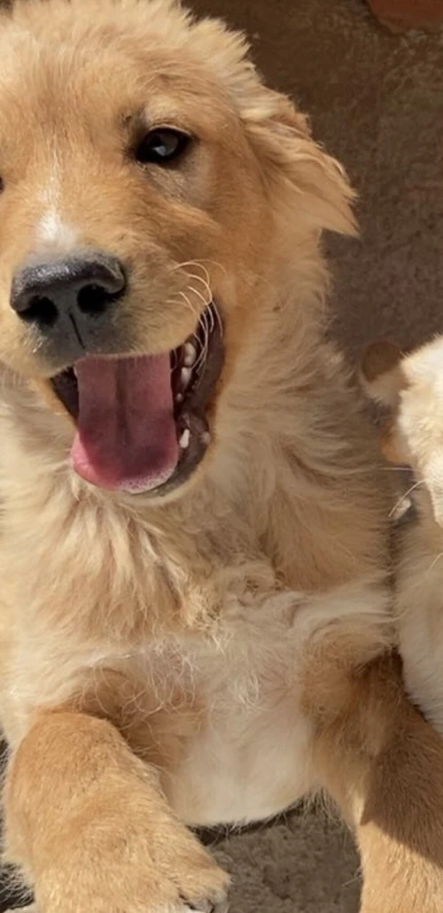 Chien golden retriver