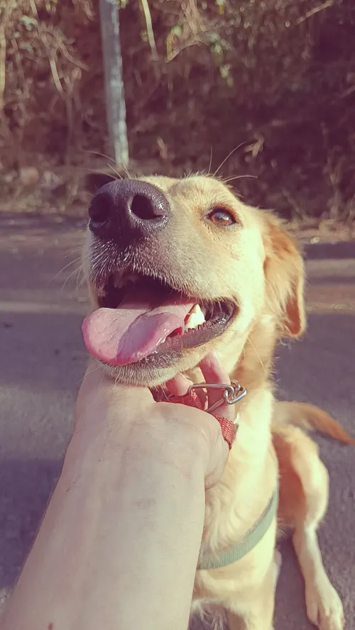 Golden retriver