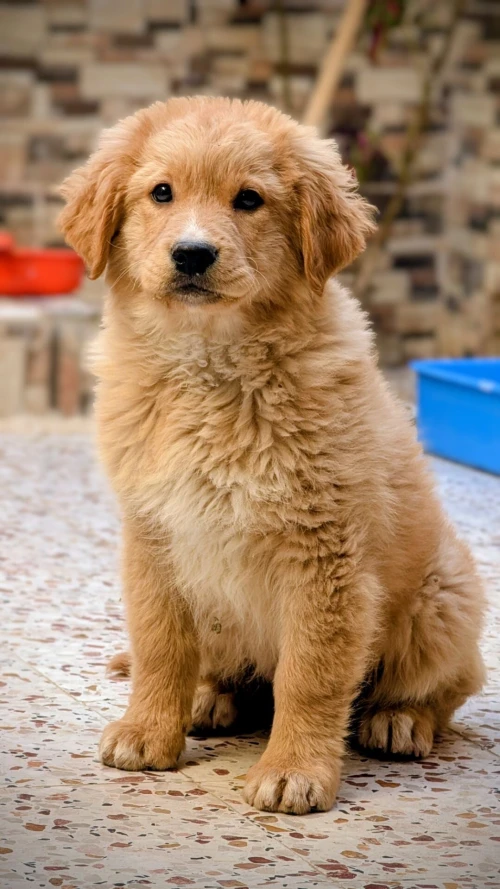 Golden retriver