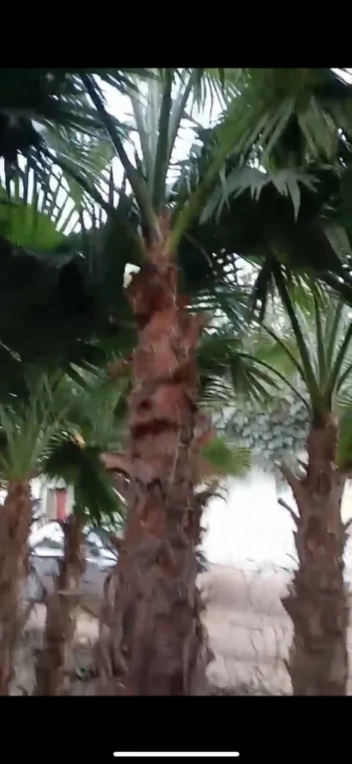 Palmier Washingtonia 