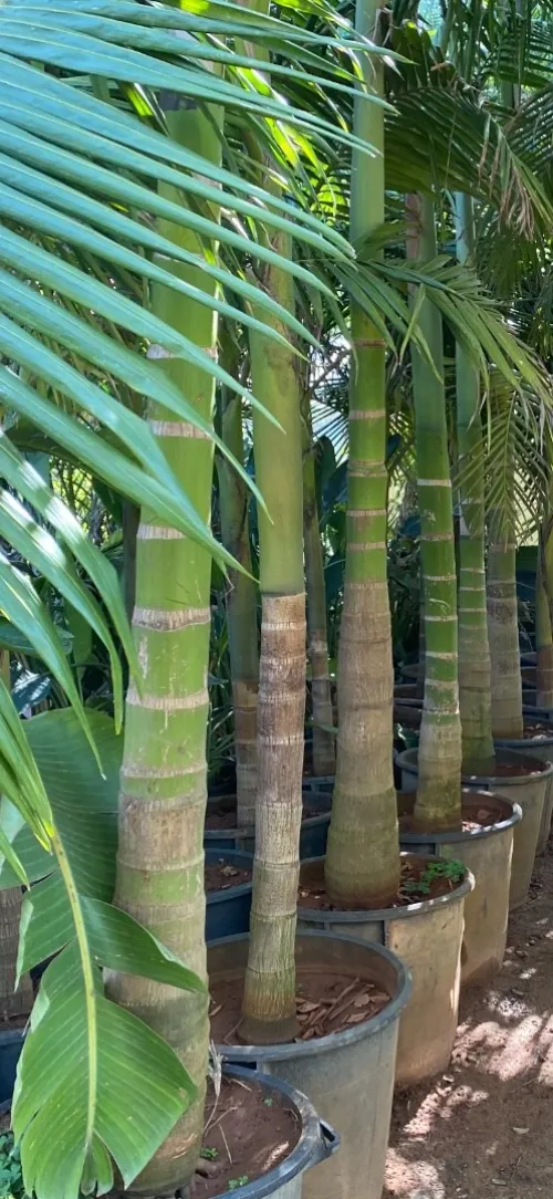 Palmier Washingtonia 