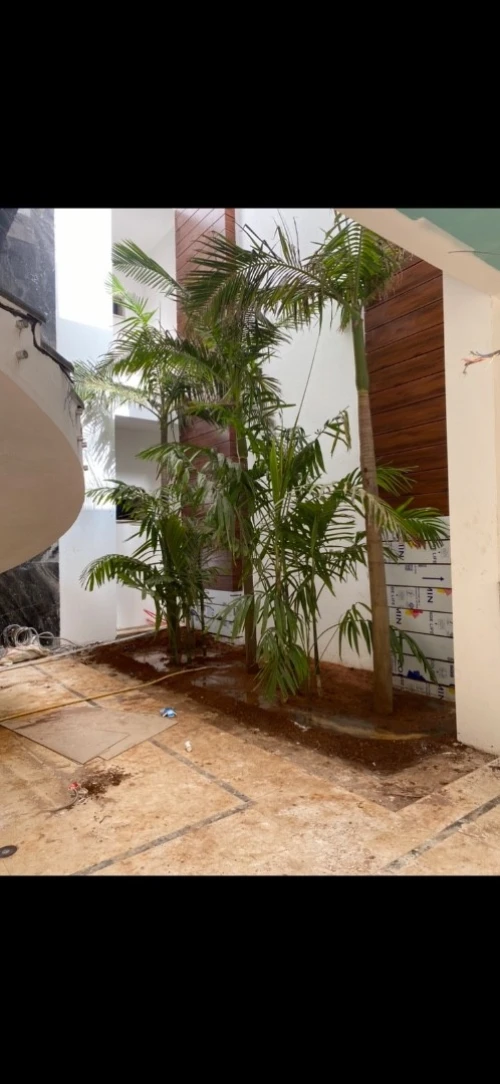 Palmier Washingtonia 