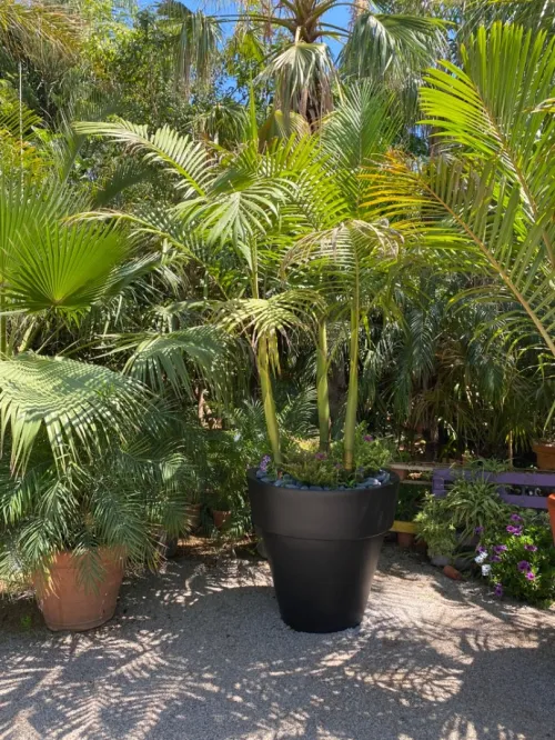Palmier King Palm 