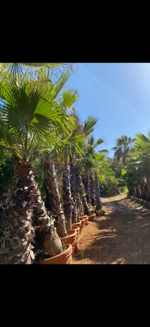 Palmier Washingtonia 