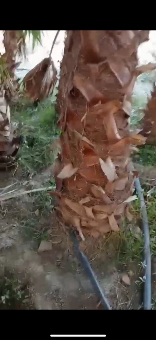 Palmier Washingtonia 