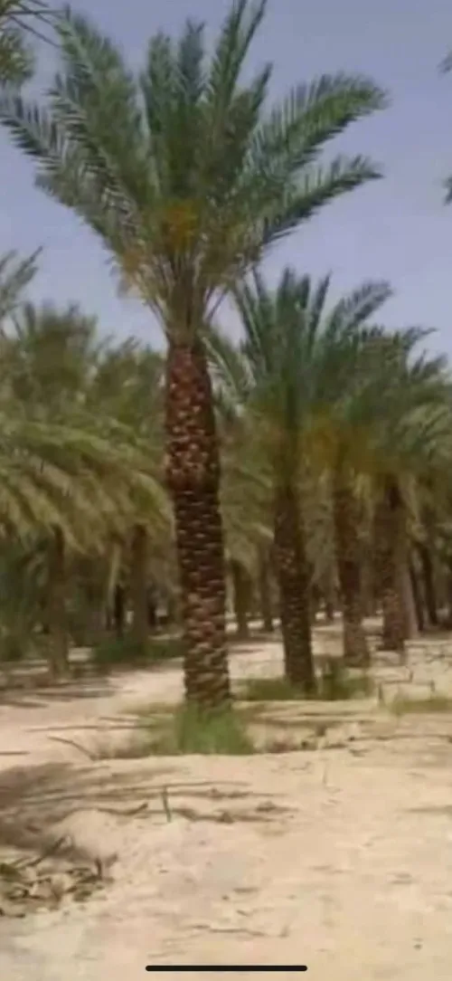 Palmier Washingtonia 