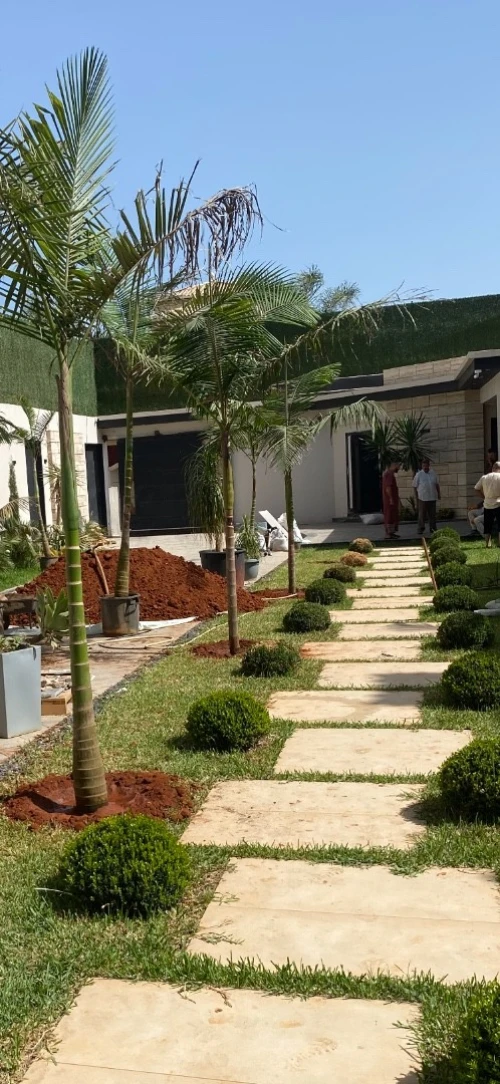 Palmier Washingtonia 