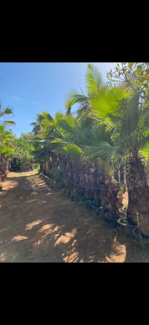 Palmier Washingtonia 