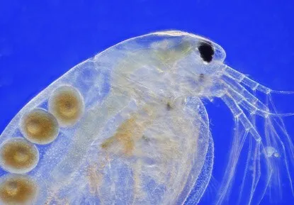 daphnia magna