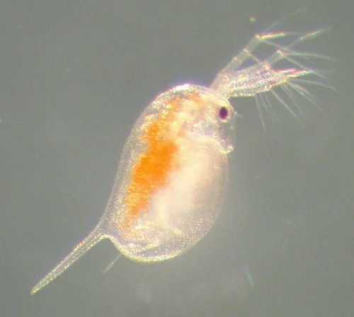 daphnia magna