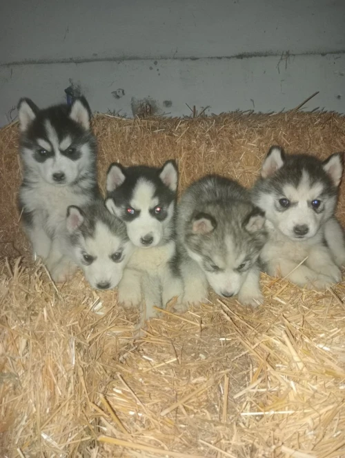 جراء هيسكي . Chiots husky