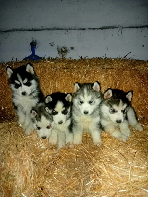 جراء هيسكي . Chiots husky