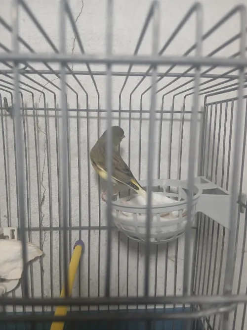 Femelle canari raza espagnol