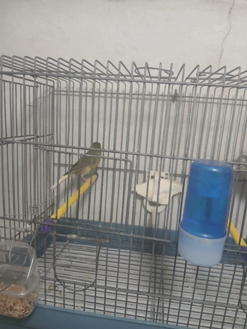 Femelle canari raza espagnol