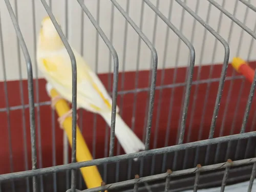 Canari