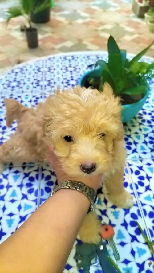 Chiot caniche bichon