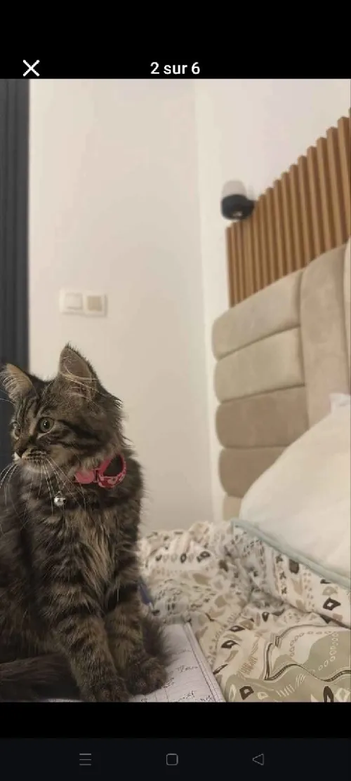 Chat persan 