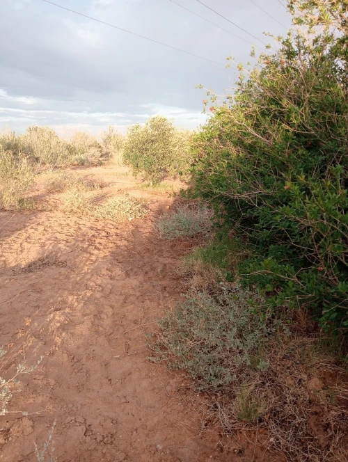 Vente Terrain Agricole Biskra Oumache
