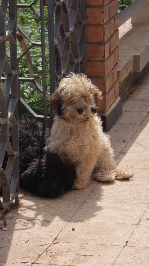Bichon (caniche)