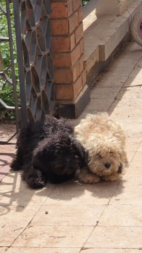 Bichon (caniche)