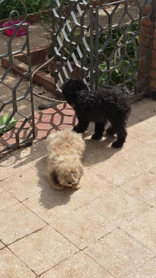 Bichon (caniche)