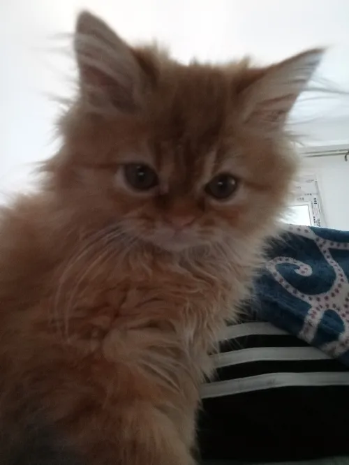  Chaton Persan 