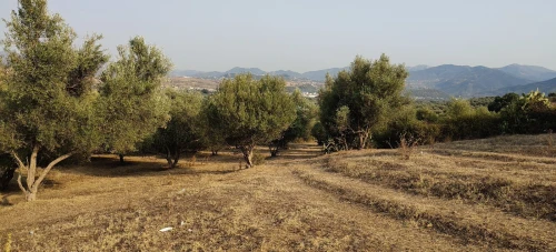 Vente Terrain Agricole Jijel Taher